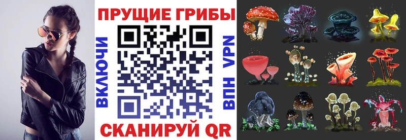 купить наркоту  Весьегонск  Псилоцибиновые грибы мицелий 